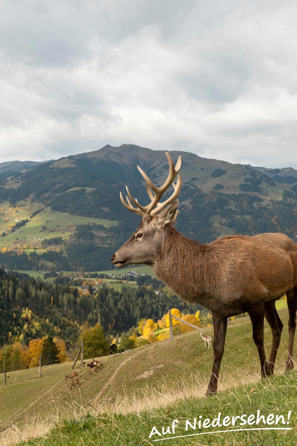 Ferienwohnung Auf Niedersehen - 8 Personen - Kitzbuehler Alpen - Hoehe Tauern Np Hollersbach im Pinzgau Bagian luar foto
